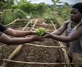 agriculture